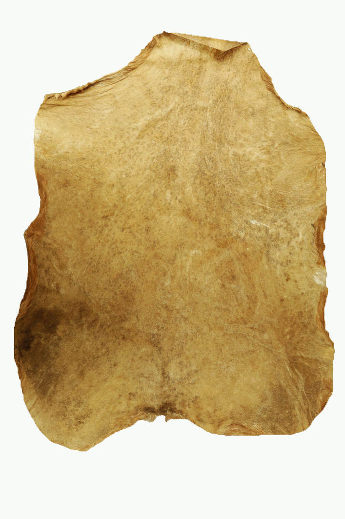 Parche De Cuero Vacuno Para Djembe Todas Las Medidas MI RAZA