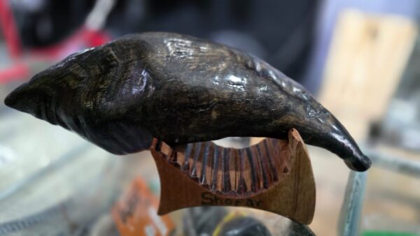 Shofar Judio MI RAZA